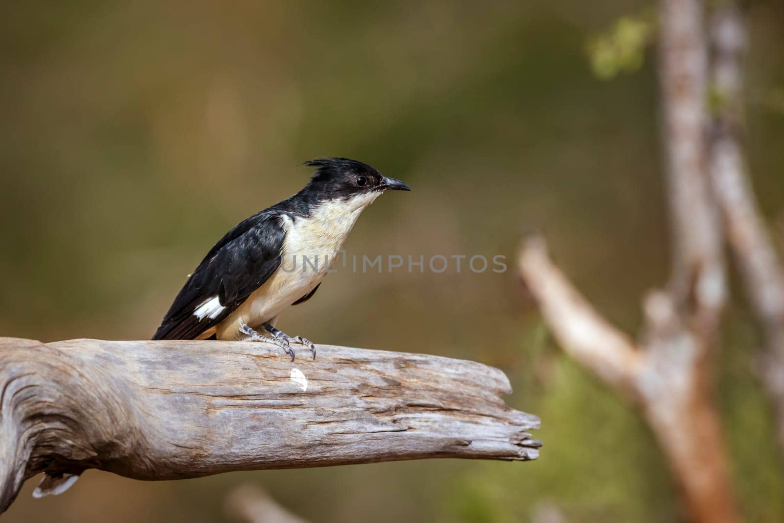 Pied Cuckoo standing on a log  in Greater Kruger National park, South Africa ; Specie Clamator jacobinus family of Cuculidae