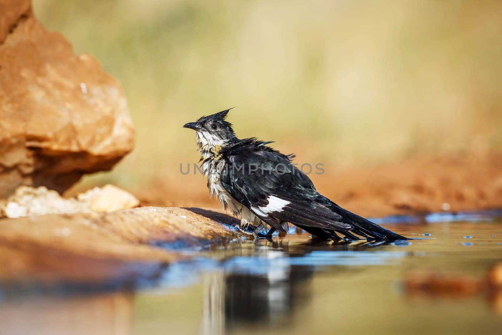 Pied Cuckoo along waterhole after bathing in Greater Kruger National park, South Africa ; Specie Clamator jacobinus family of Cuculidae