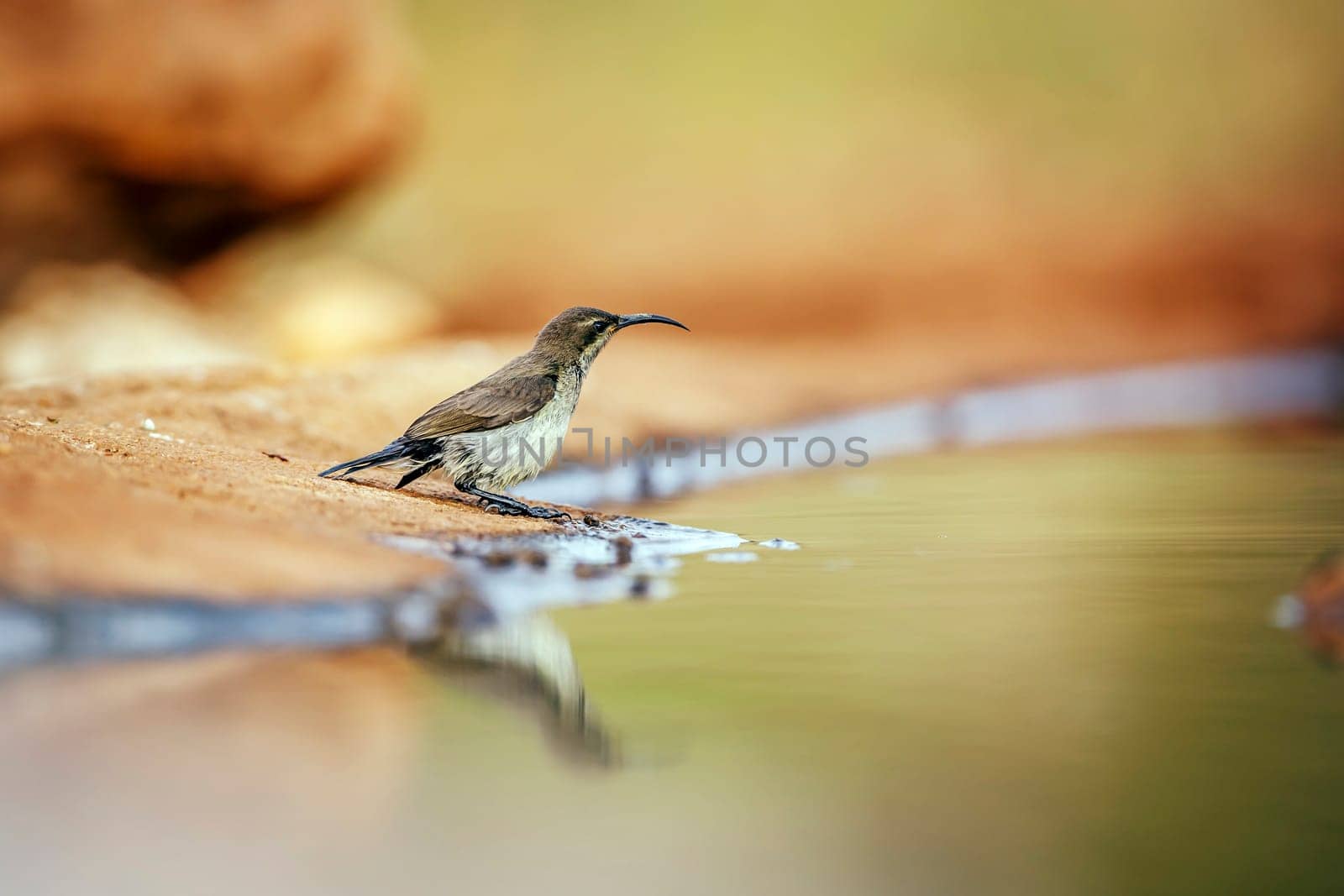 Mariqua Sunbird juvenile standing along waterhole in Greater Kruger National park, South Africa ; Specie Cinnyris mariquensis family of Nectariniidae