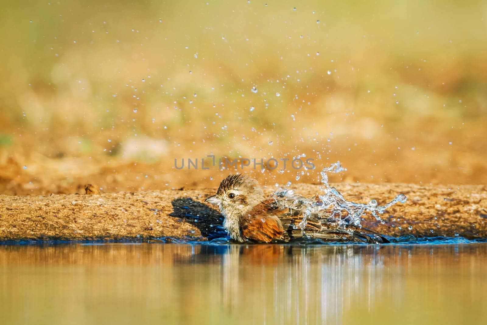 Red-backed Shrike female bathing in waterhole  in Greater Kruger National park, South Africa ; Specie Lanius collurio family of Laniidae