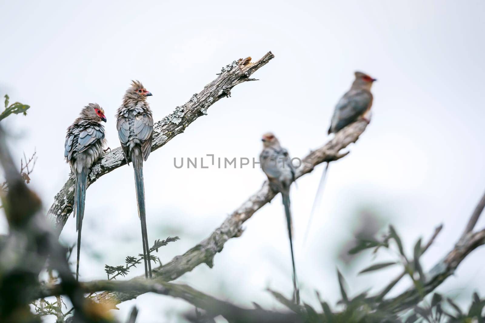 Four Red faced Mousebird standing on a branch isolated in white sky in Greater Kruger National park, South Africa ; Specie Urocolius indicus family of Coliidae