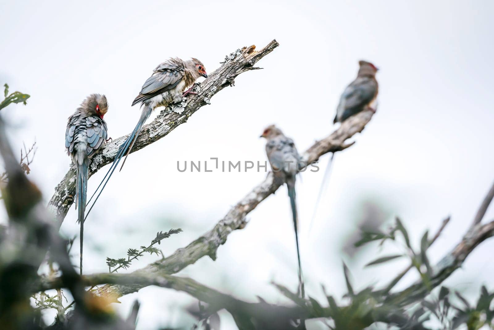 Four Red faced Mousebird standing on a branch isolated in white sky in Greater Kruger National park, South Africa ; Specie Urocolius indicus family of Coliidae