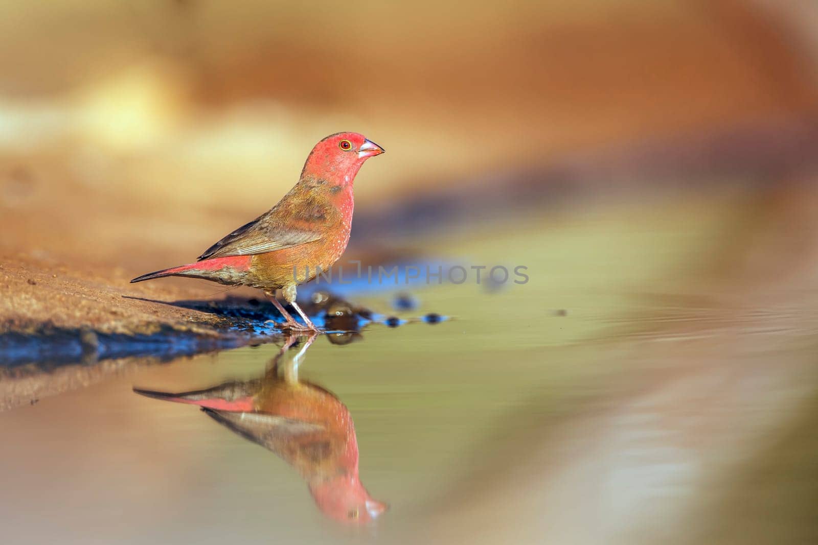 Red-billed Firefinch male standing along waterhole with reflection in Greater Kruger National park, South Africa ; Specie family Lagonosticta senegala of Estrildidae