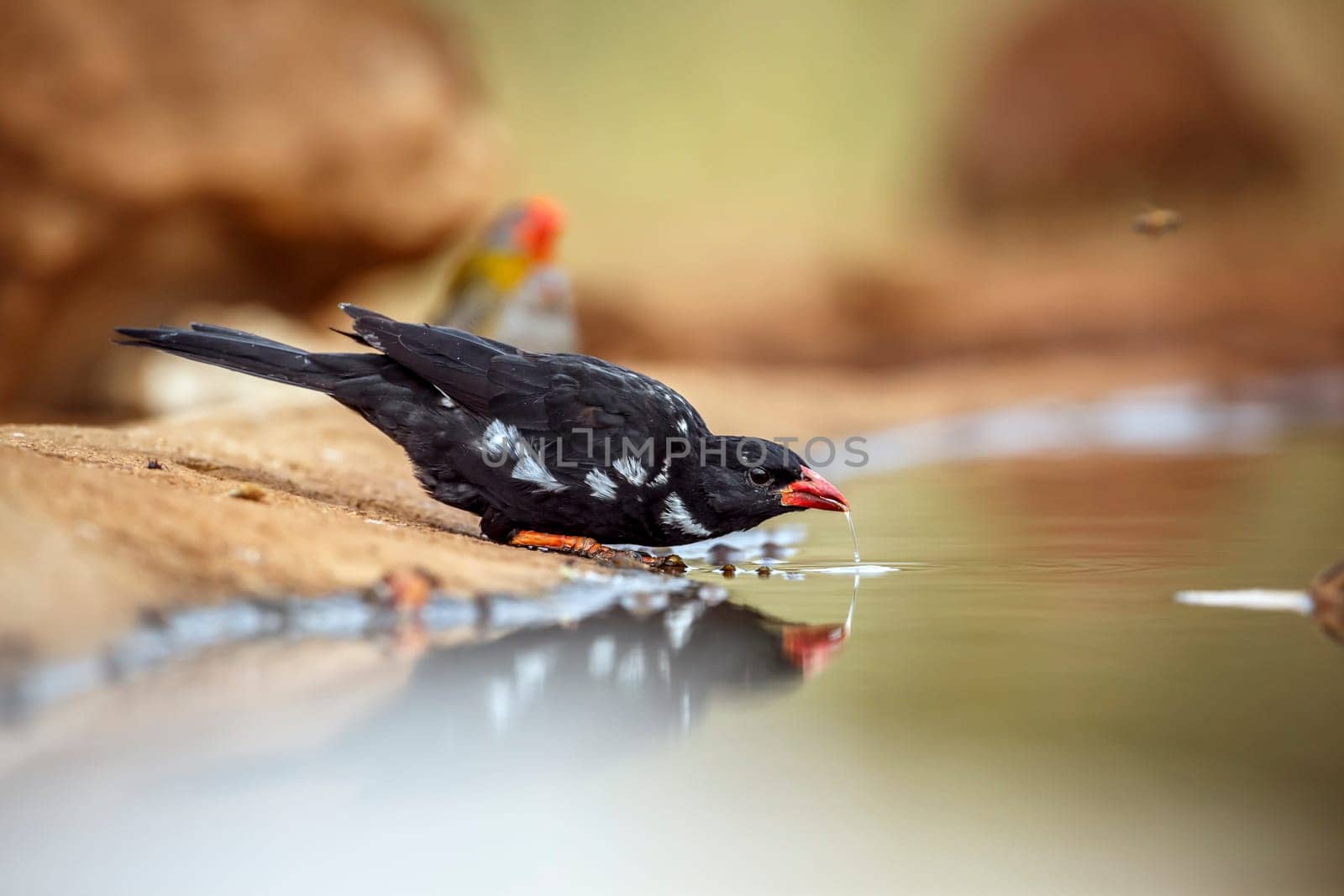 Red billed Buffalo Weaver drinking and bathing in waterhole in Greater Kruger National park, South Africa ; Specie Bubalornis niger family of Ploceidae