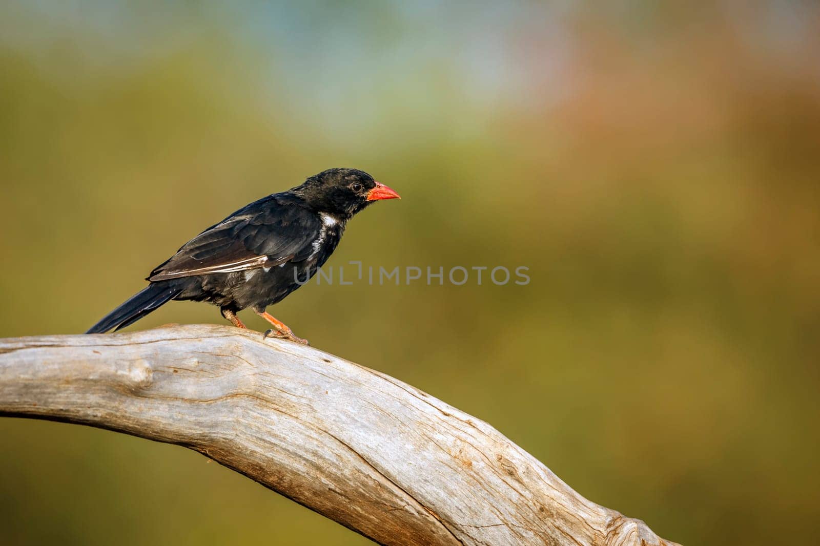 Red billed Buffalo Weaver standing on a log isolated in natural background in Greater Kruger National park, South Africa ; Specie Bubalornis niger family of Ploceidae