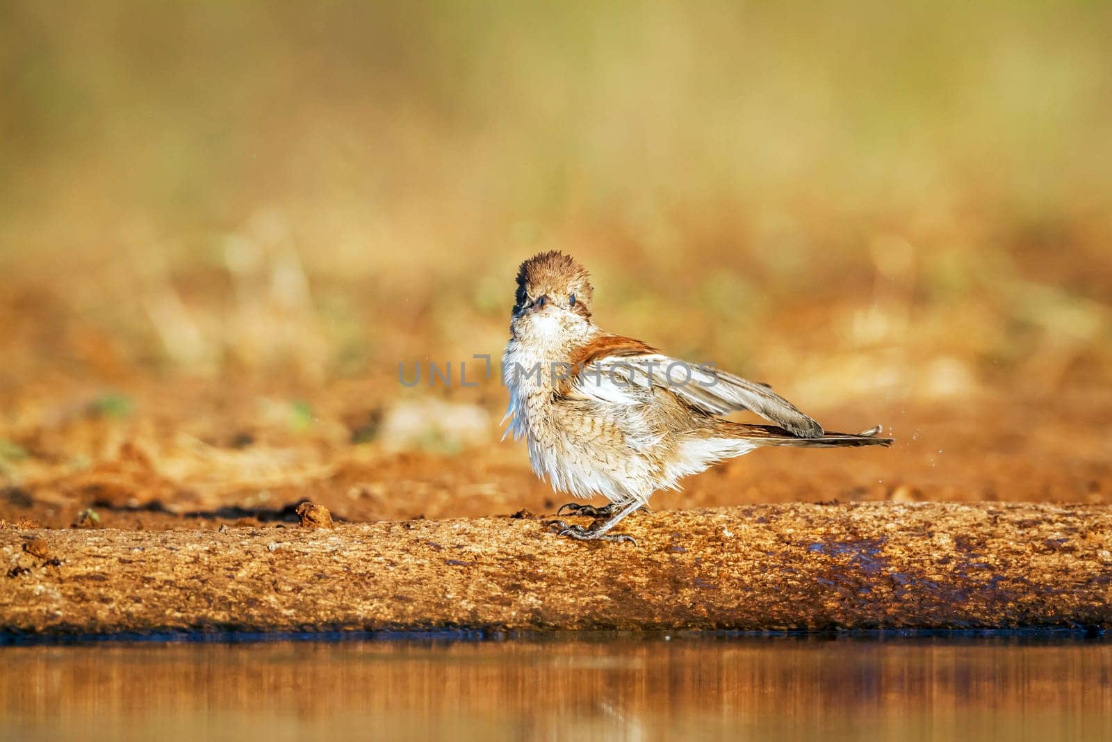 Red-backed Shrike female bathing in waterhole  in Greater Kruger National park, South Africa ; Specie Lanius collurio family of Laniidae