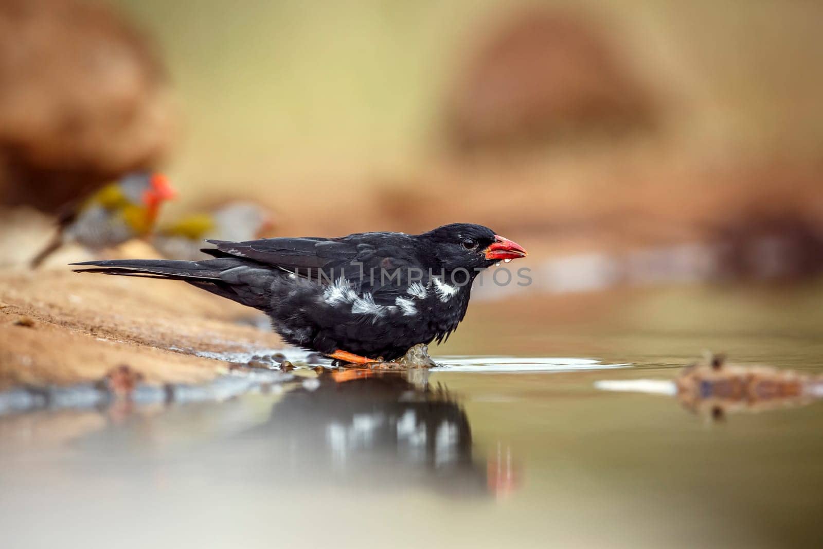 Red billed Buffalo Weaver drinking and bathing in waterhole in Greater Kruger National park, South Africa ; Specie Bubalornis niger family of Ploceidae