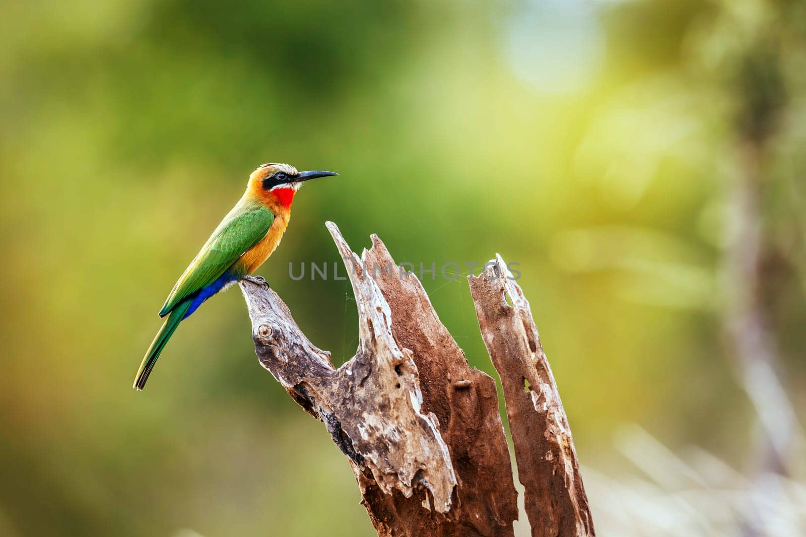 White fronted Bee eater standing on a log isolated in natural background in Greater Kruger National park, South Africa ; Specie Merops bullockoides family of Meropidae