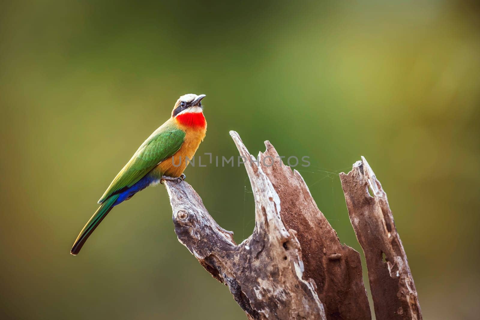 White fronted Bee eater standing on a log isolated in natural background in Greater Kruger National park, South Africa ; Specie Merops bullockoides family of Meropidae