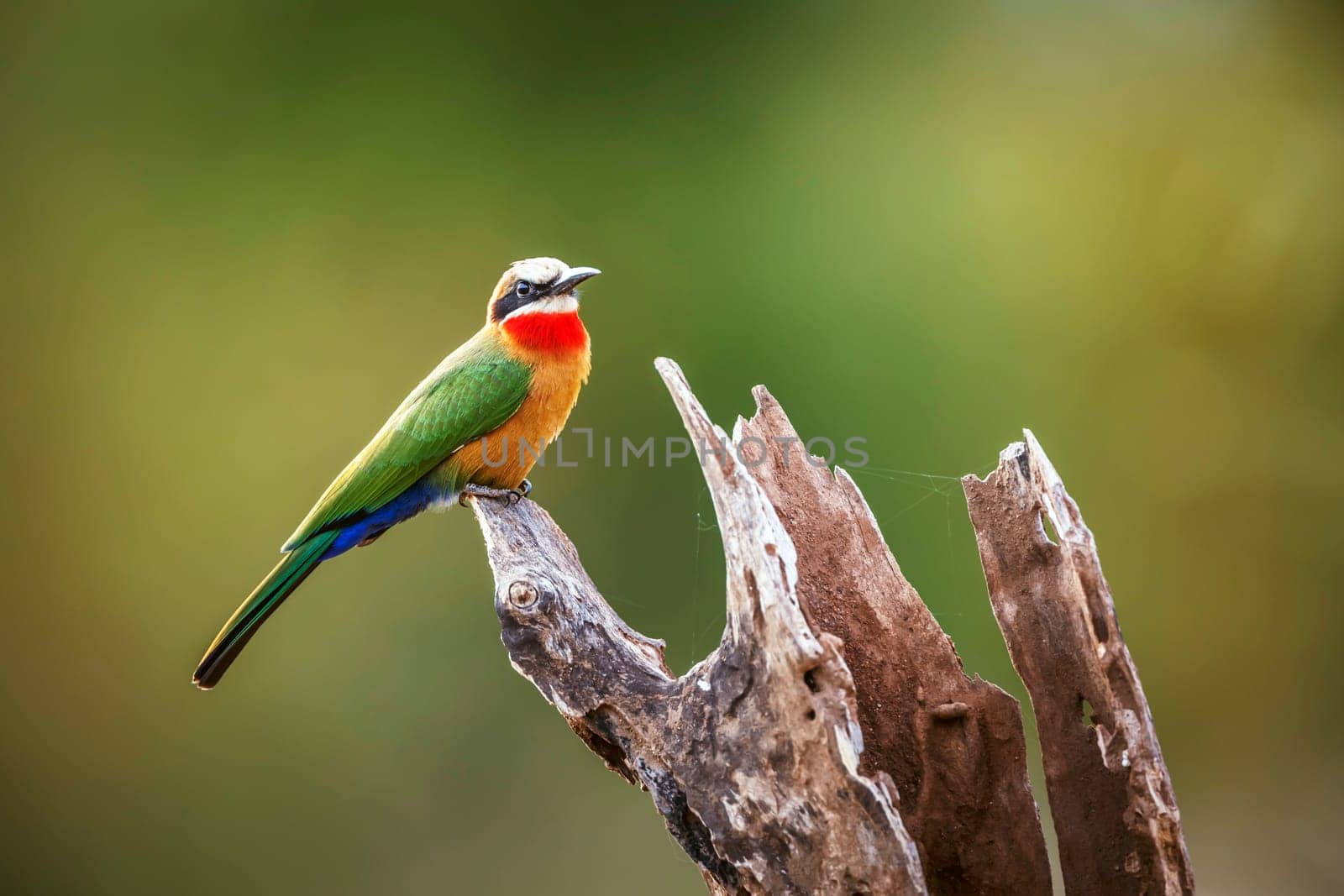 White fronted Bee eater standing on a log isolated in natural background in Greater Kruger National park, South Africa ; Specie Merops bullockoides family of Meropidae