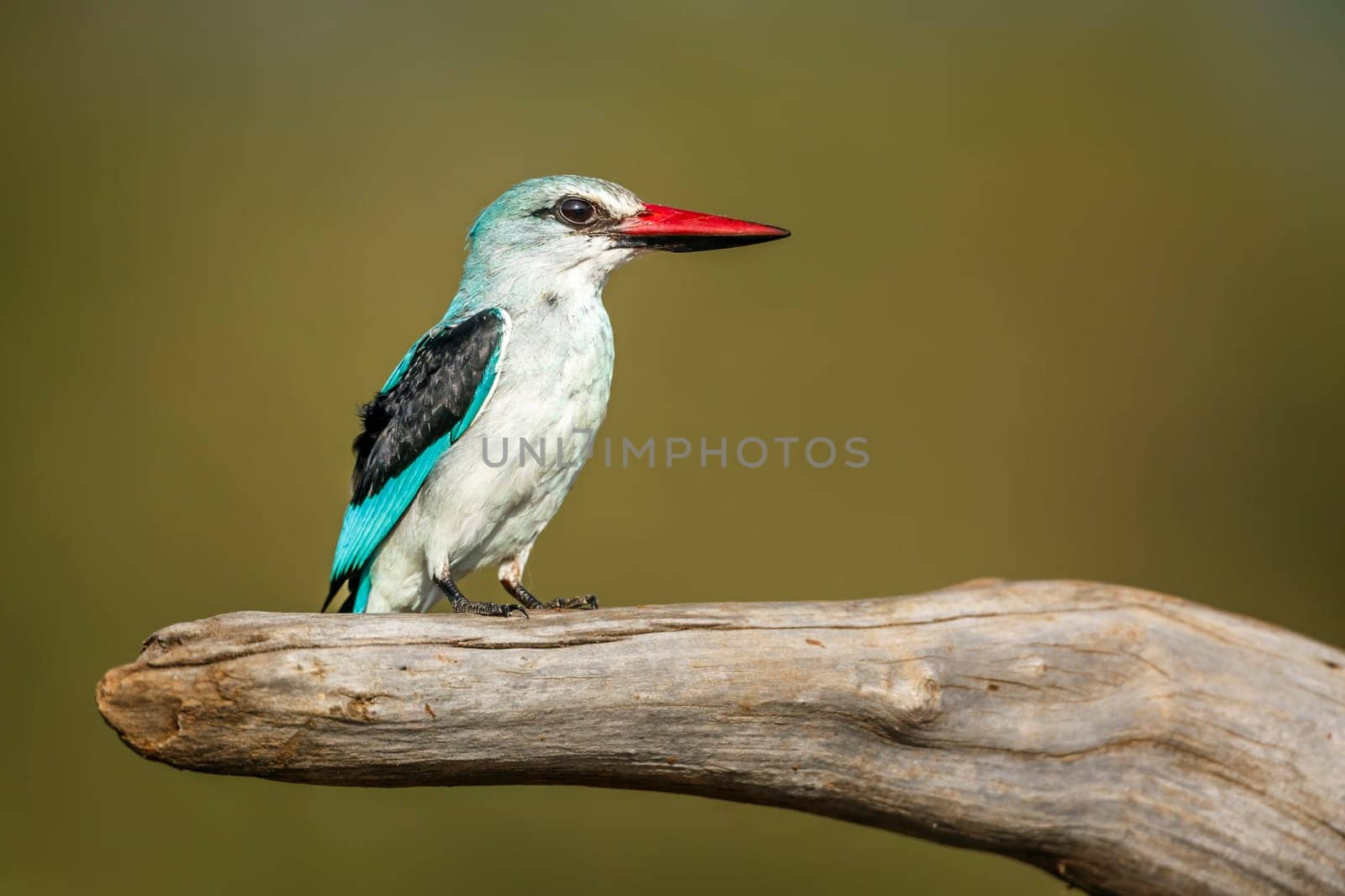 Woodland kingfisher standing on a log isolated in natural background in Greater Kruger National park, South Africa ; specie Halcyon senegalensis family of Alcedinidae