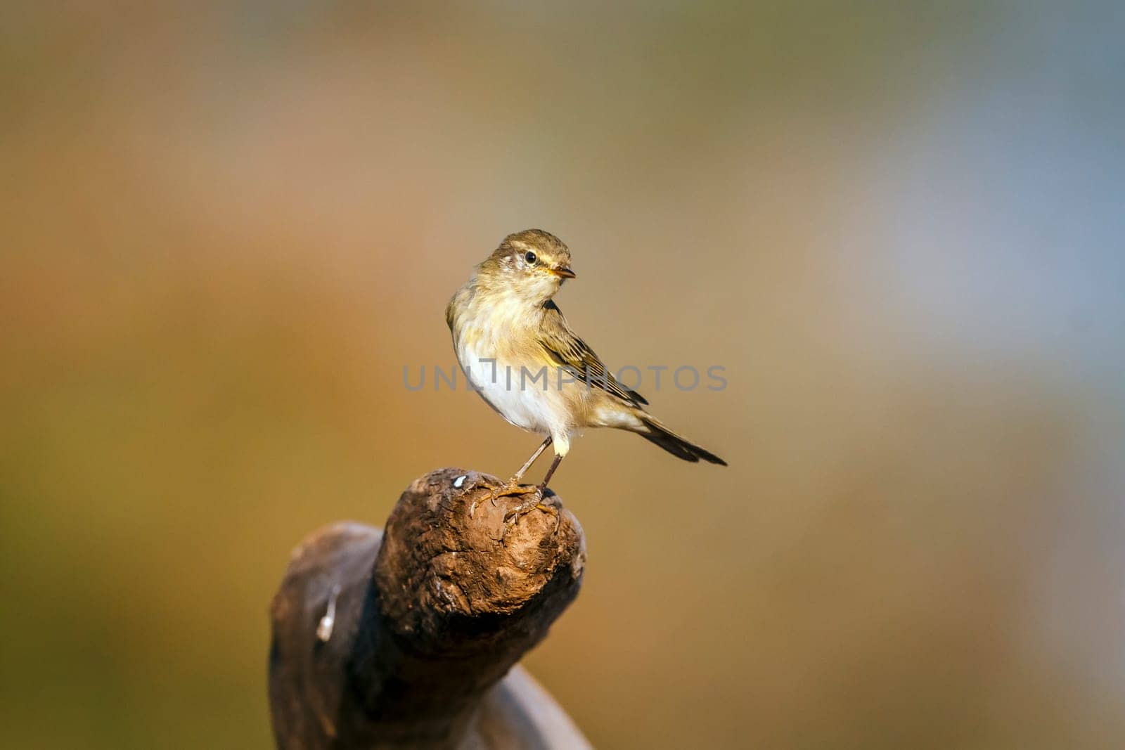 Willow Warbler standing on a log isolated in natural background in Greater Kruger National park, South Africa ; Specie Phylloscopus trochilus family of Phylloscopidae