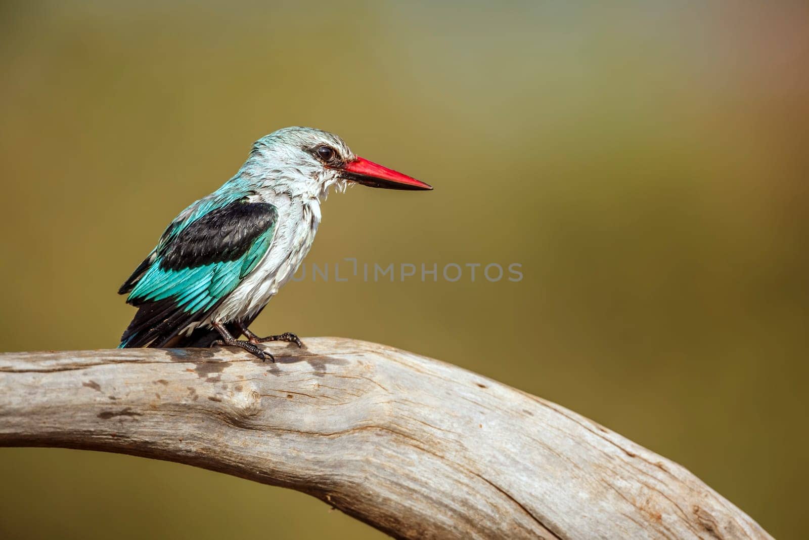 Woodland kingfisher standing on a log after bath in Greater Kruger National park, South Africa ; specie Halcyon senegalensis family of Alcedinidae