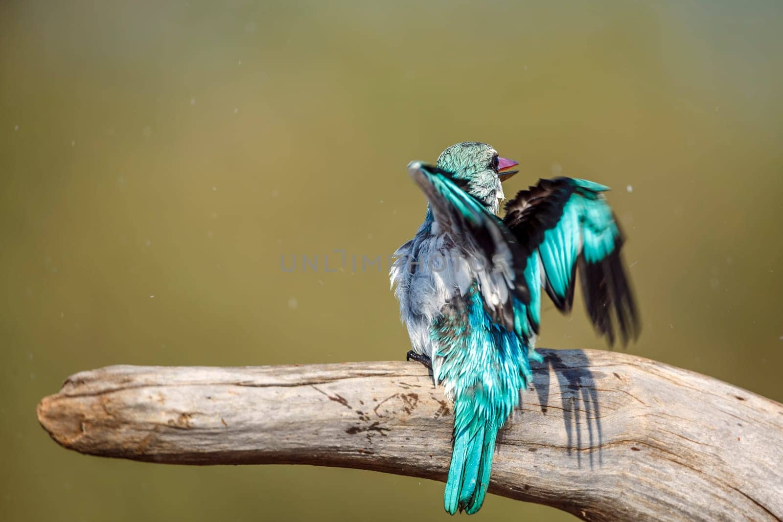 Woodland kingfisher standing on a log spreading wings  in Greater Kruger National park, South Africa ; specie Halcyon senegalensis family of Alcedinidae