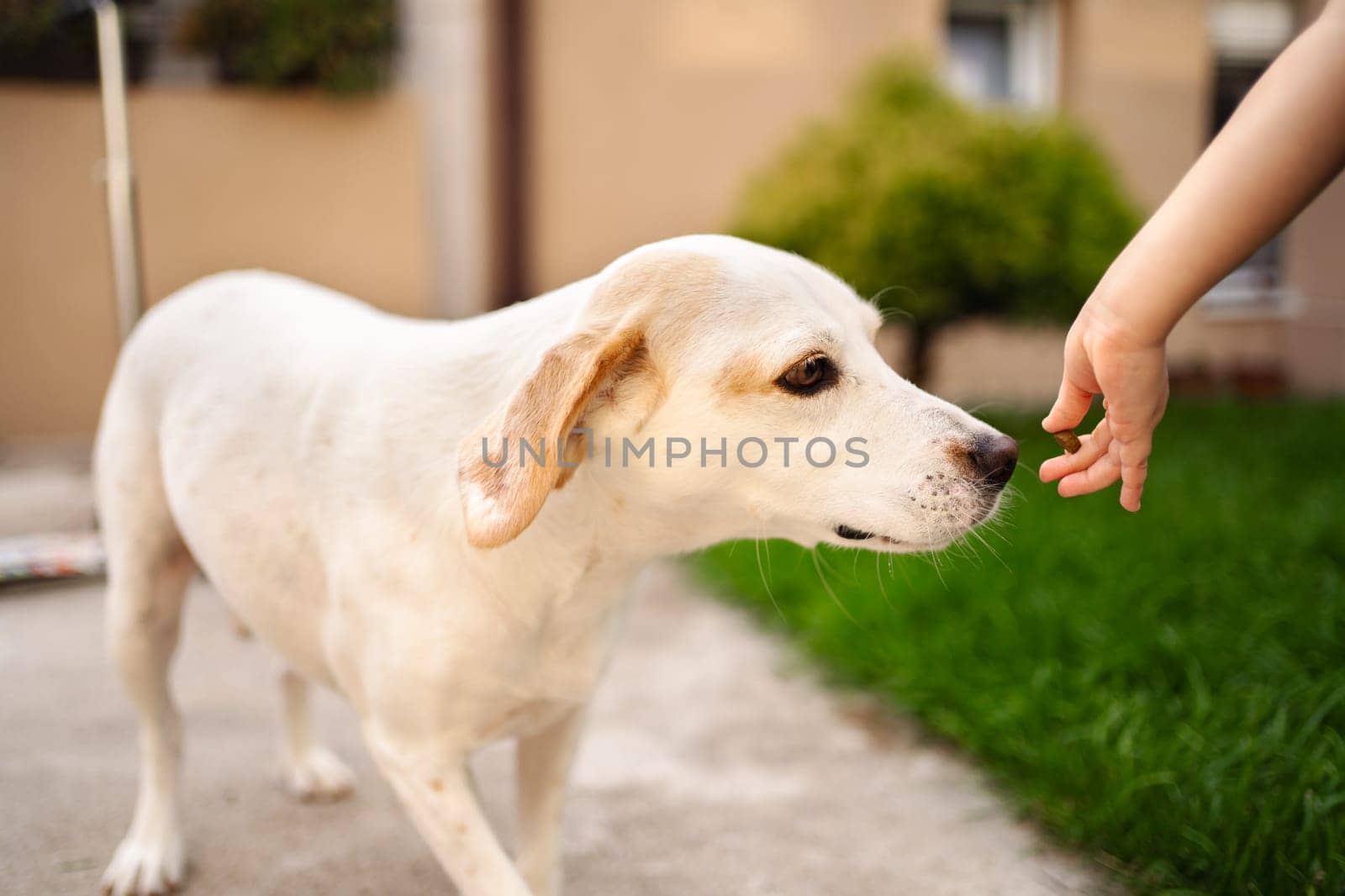 A child gently reaches out to a friendly dog in a sunny garden.