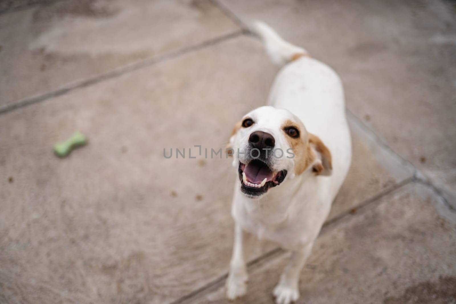 A joyful dog runs happily on a warm, sunny day, tail wagging with excitement.