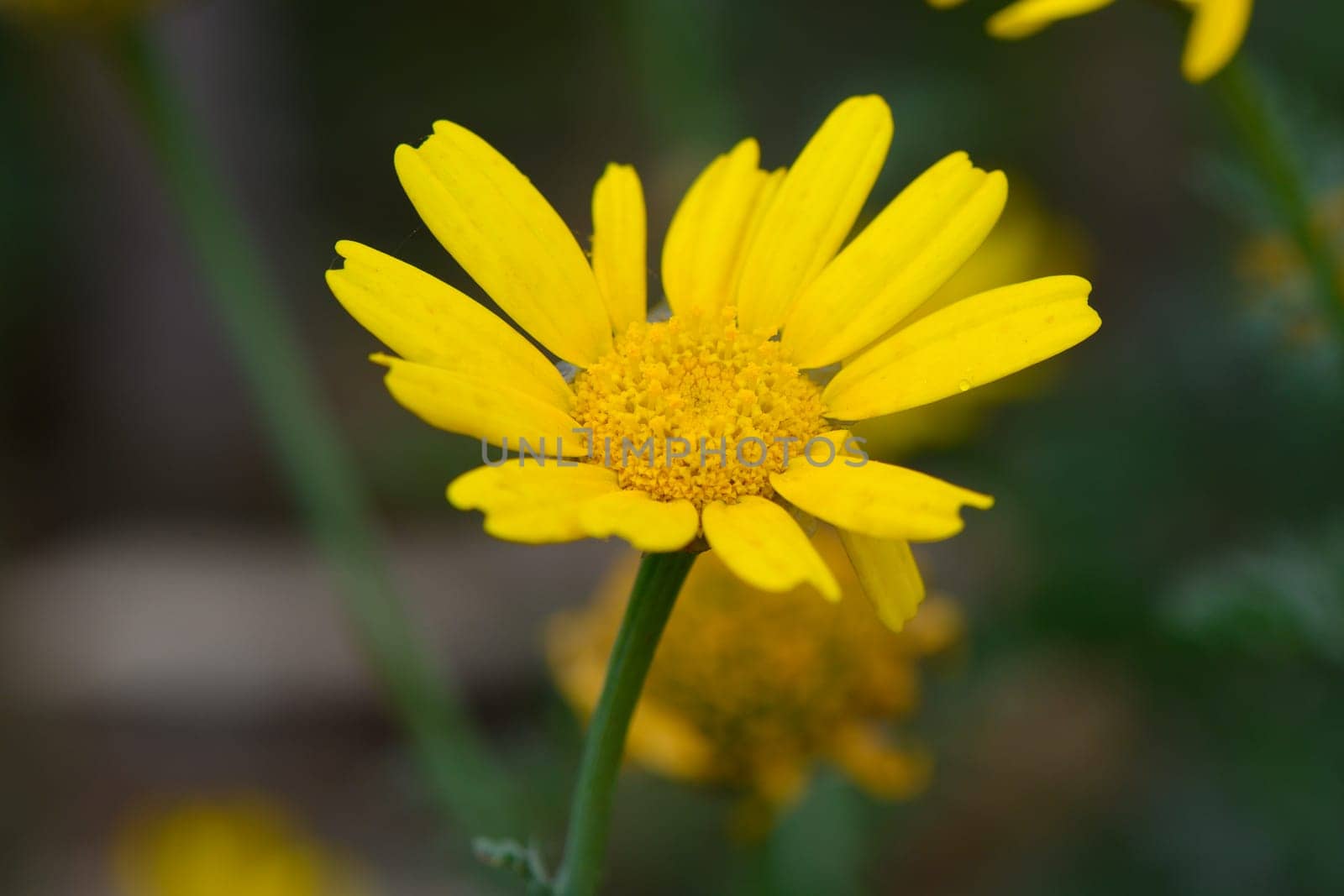 A bright yellow flower stands tall amidst a vibrant garden, basking in sunlight. Its petals stretch outward, embracing the warmth of spring, inviting bees and butterflies.