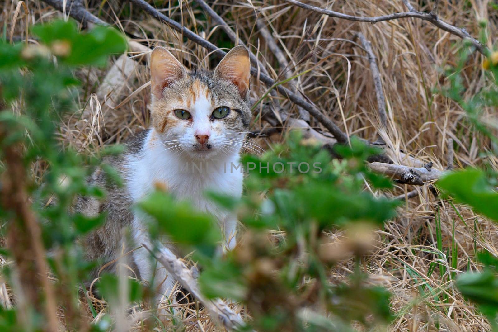 A small, inquisitive cat sits amid tall grasses and twigs, closely watching its environment. The afternoon light illuminates its vibrant fur and alert expression.
