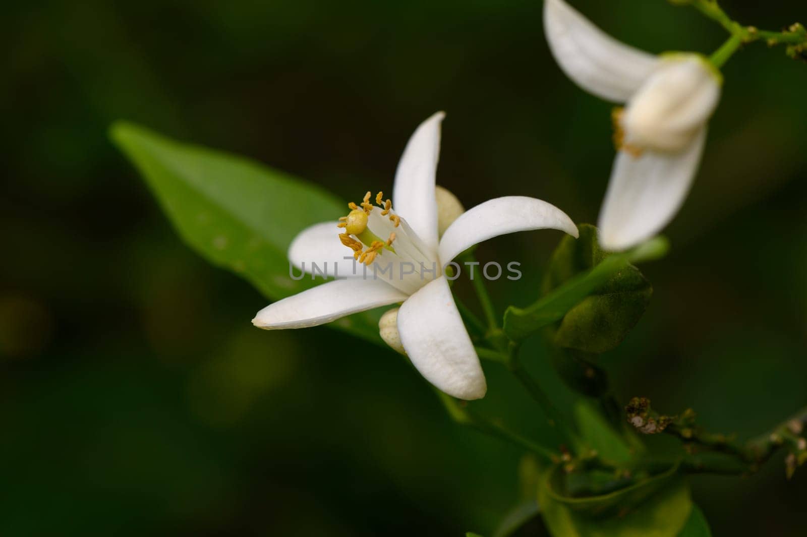 Beautiful white flowers showcase their intricate petals against a backdrop of verdant leaves, creating a serene atmosphere. This enchanting display occurs in a quiet forest during springtime.
