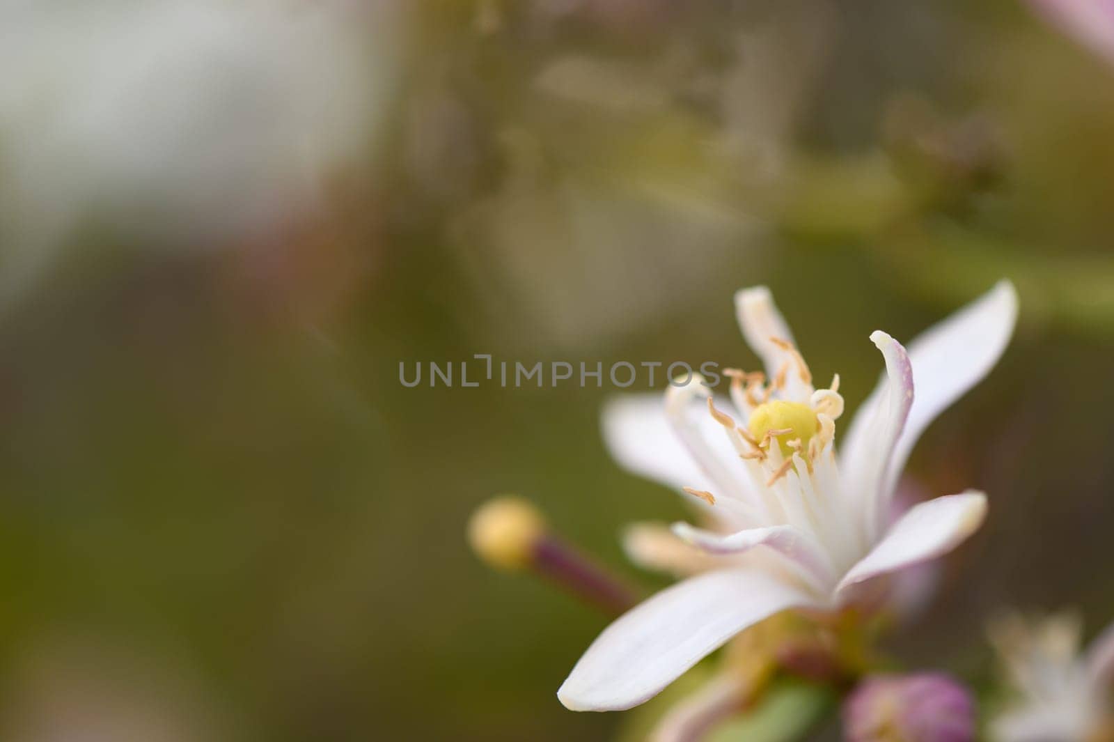 A beautiful white flower unfurls its petals, revealing a bright yellow center. Surrounded by lush greenery, this captivating bloom thrives in a tranquil garden during spring.