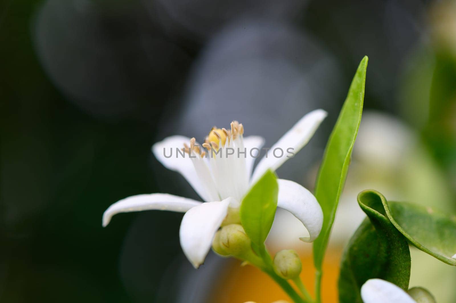 A stunning white flower with soft petals and vibrant green leaves emerges in a garden bathed in warm sunlight, showcasing nature's artistry and tranquility.