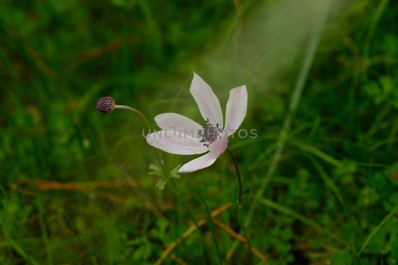 In a vibrant green field, a delicate pink flower stands gracefully, showcasing its intricate petals against a backdrop of soft, lush grass. Nature's beauty is evident in spring.