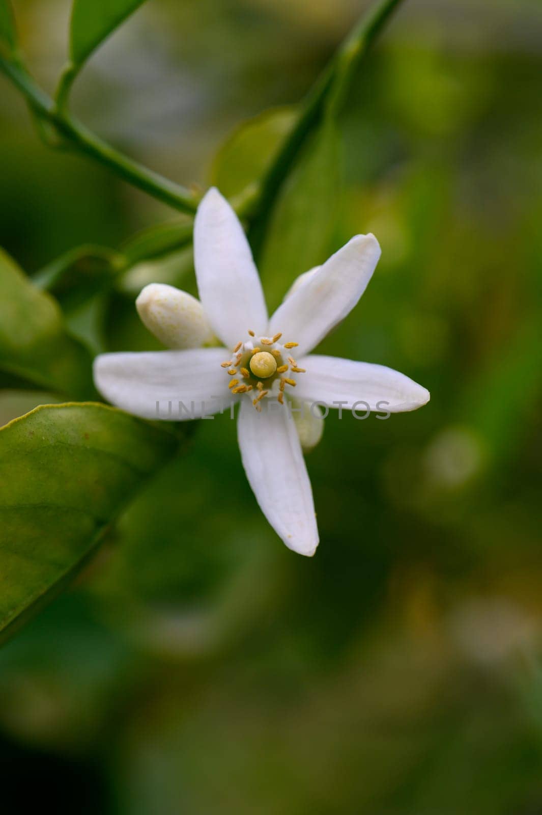 A beautiful white flower stands out against a backdrop of rich green leaves, bathed in soft sunlight. This enchanting bloom symbolizes rebirth and beauty in spring embrace.