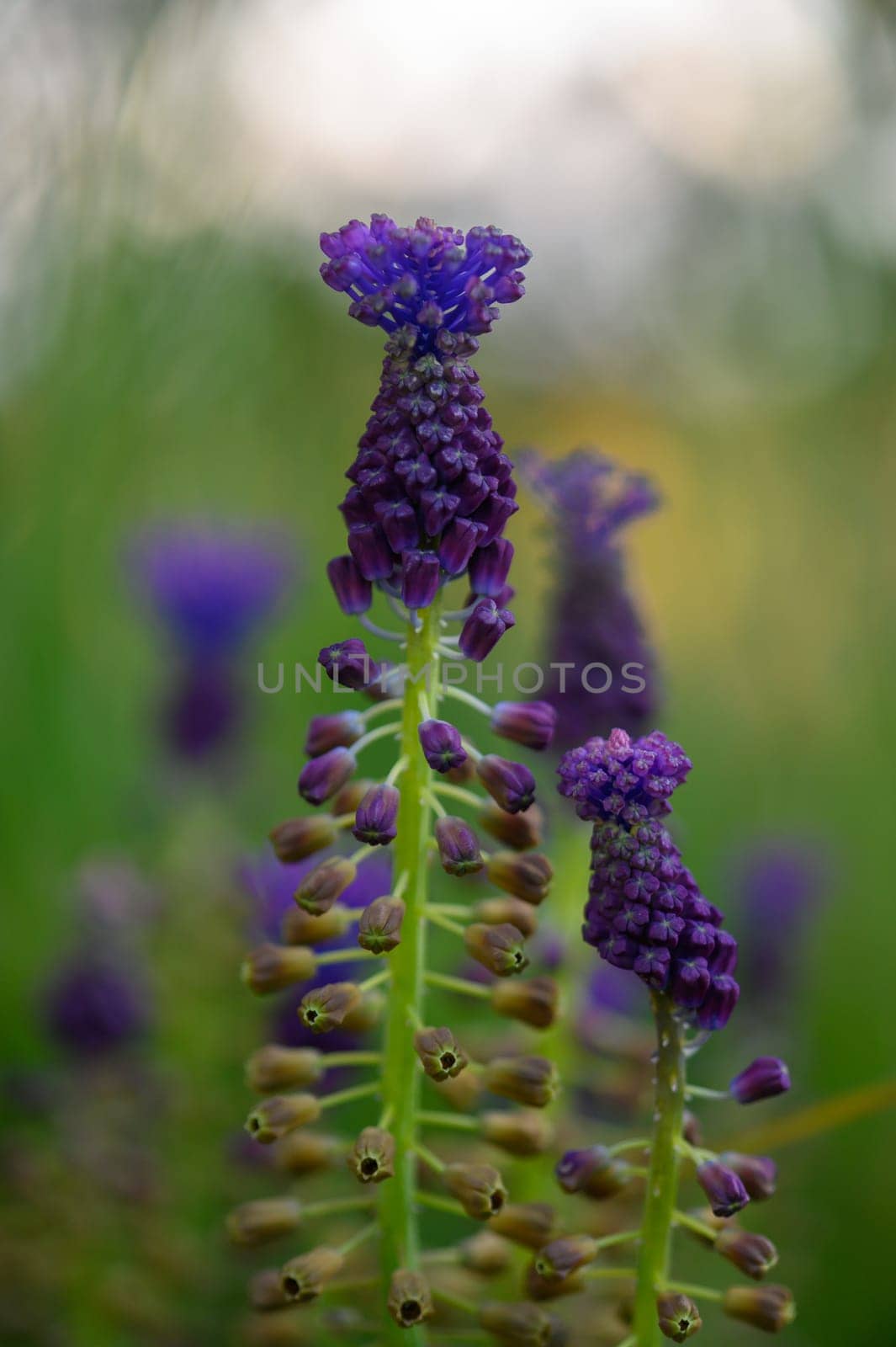 Vibrant wildflowers stand tall in a lush meadow, adorned with rich purple tones as the sun sets, casting golden light over the enchanting landscape, creating a tranquil atmosphere.