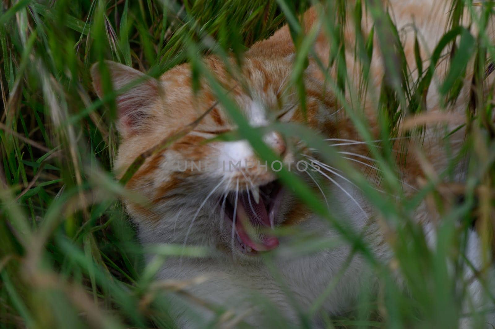 A cheerful ginger cat lounges comfortably in the vibrant green grass, yawning wide with blissful contentment under the warm sun, enjoying a peaceful moment in nature.
