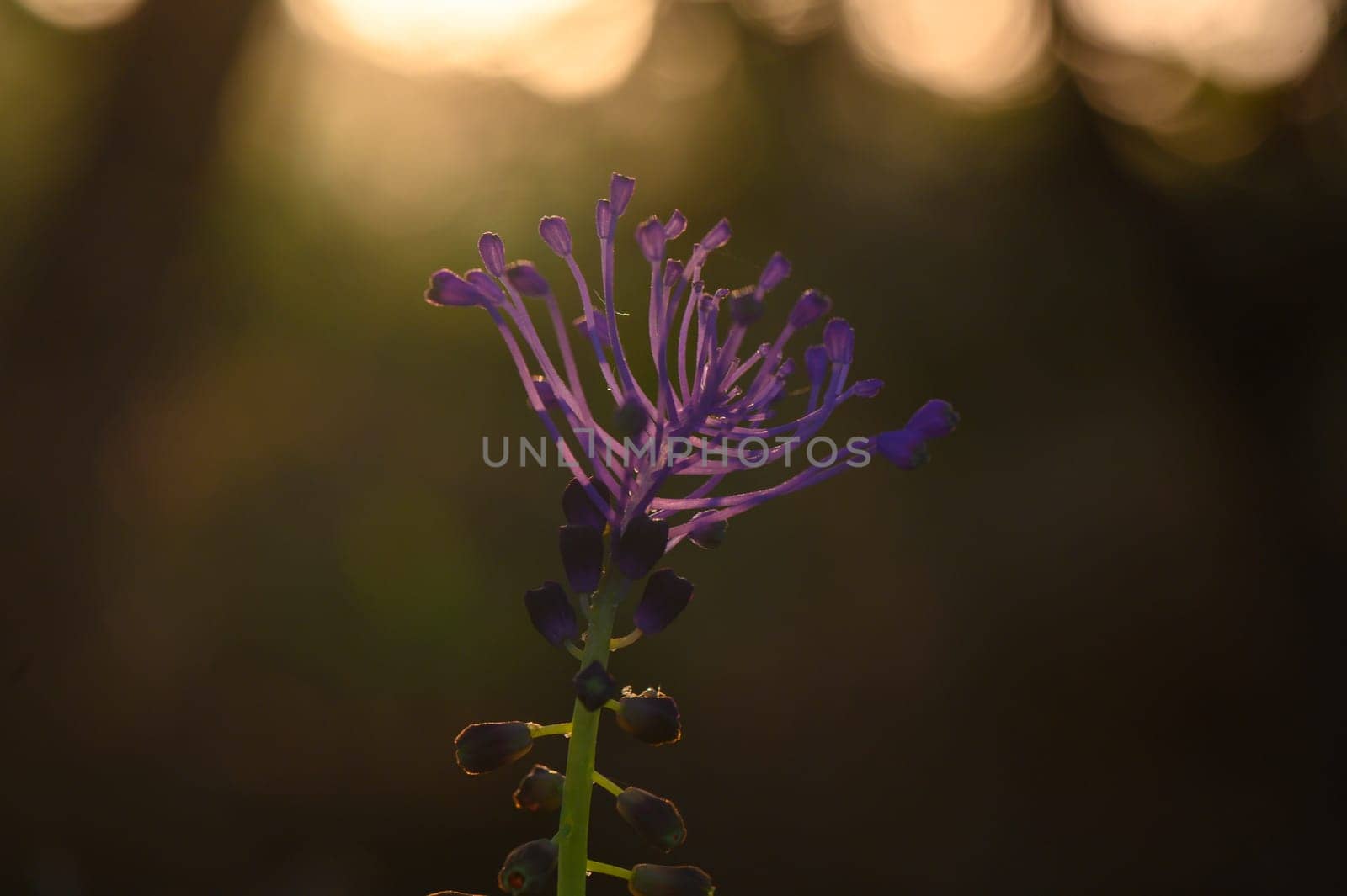 A striking purple flower stands tall against the backdrop of a warm sunset, showcasing its intricate petals. The gentle glow enhances the beauty of nature's artistry, creating a serene atmosphere.