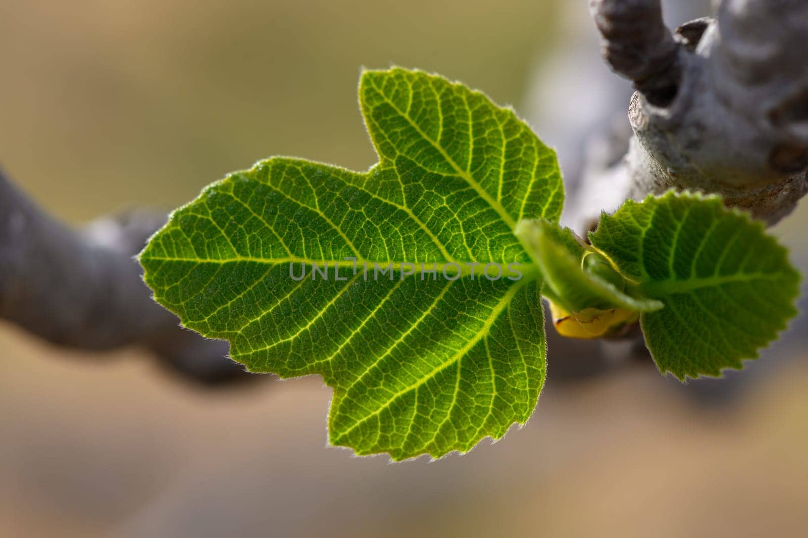 A fresh fig leaf glistens in the warm sunlight, showcasing its intricate veins. Set against a rugged branch, this moment captures the beauty of nature's awakening in a peaceful garden.