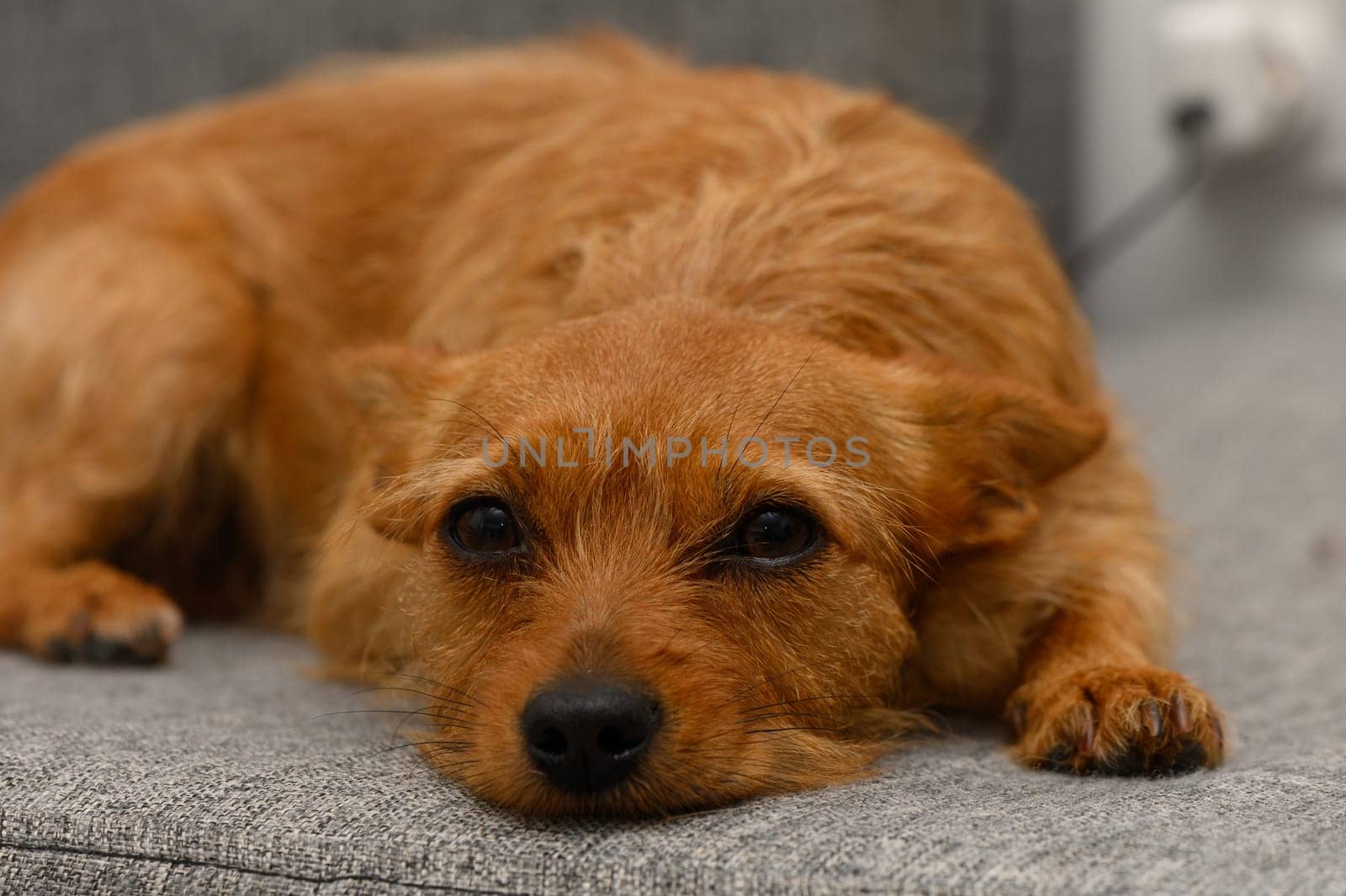 A small, fluffy dog relaxes on a gray couch, its sharp eyes observing the surroundings. The gentle afternoon light creates a warm ambiance in the living space.