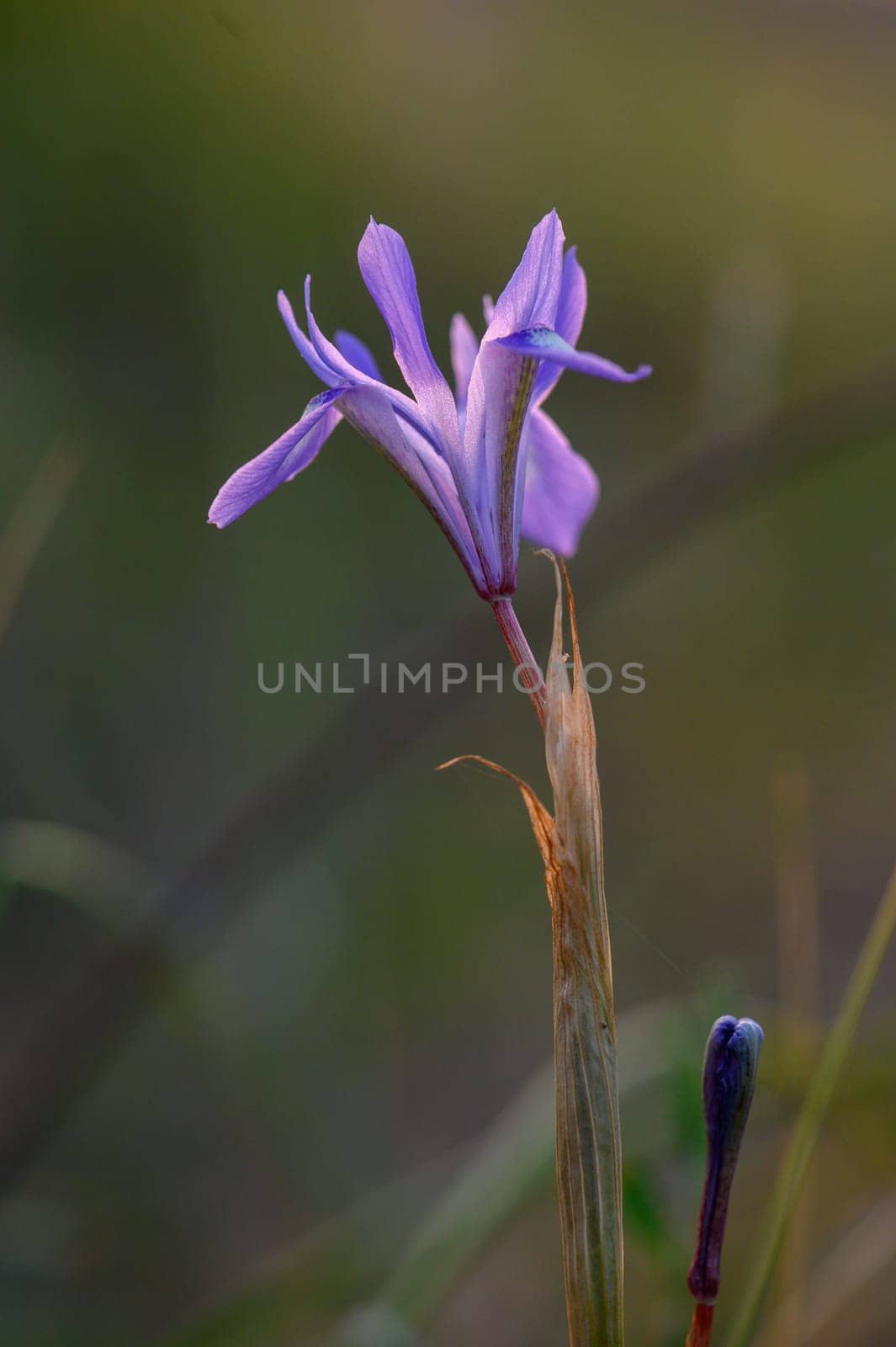 A stunning purple wildflower stands elegantly on a slender stem, surrounded by softly waving green grasses.