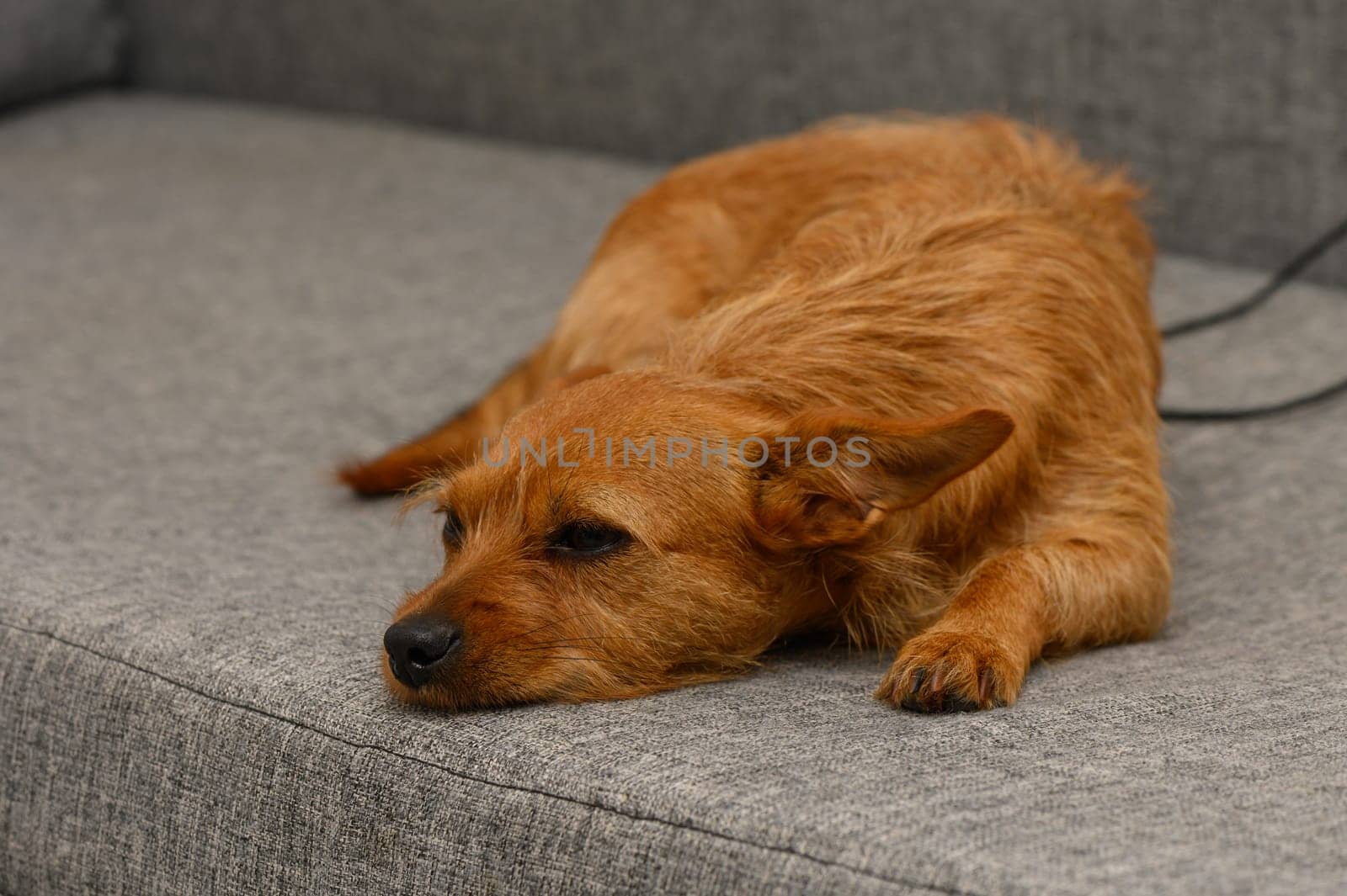 Warm sunlight touches the soft fur of a relaxed dog lounging leisurely on a gray couch. The calm atmosphere invites peace and comfort, perfect for an afternoon nap.