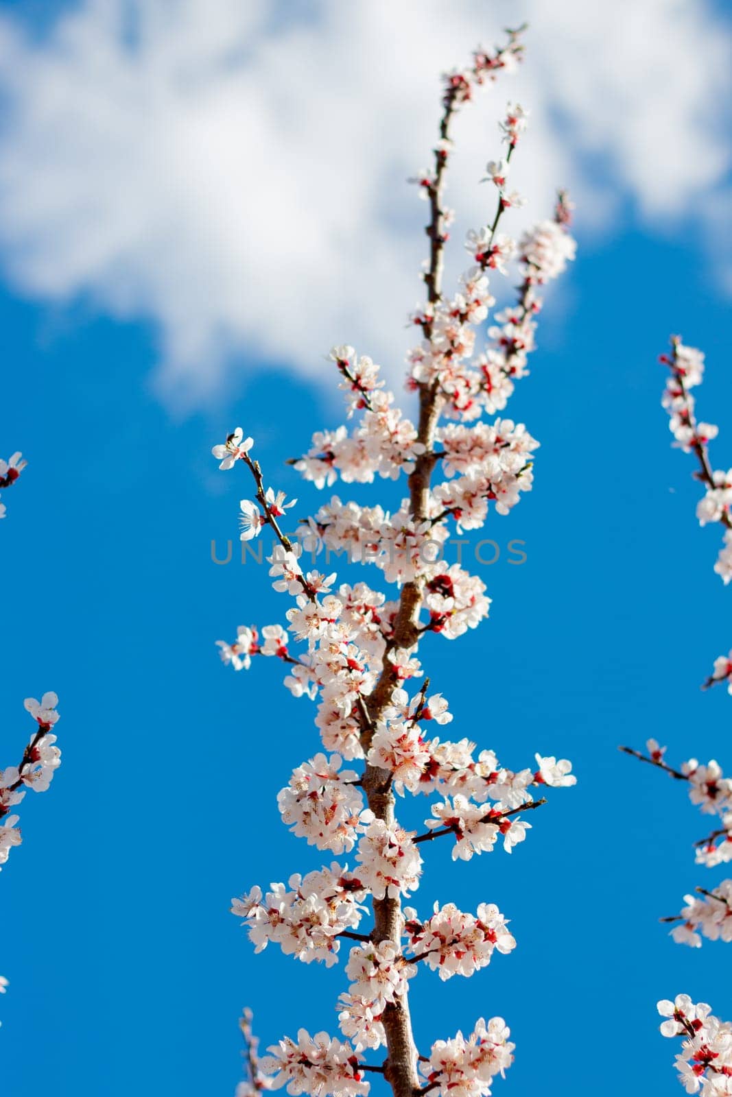 A vibrant apricot tree in full bloom stands under a clear blue sky, capturing the essence of early spring. White blossoms contrast beautifully with the sky, symbolizing nature's renewal and warmth.