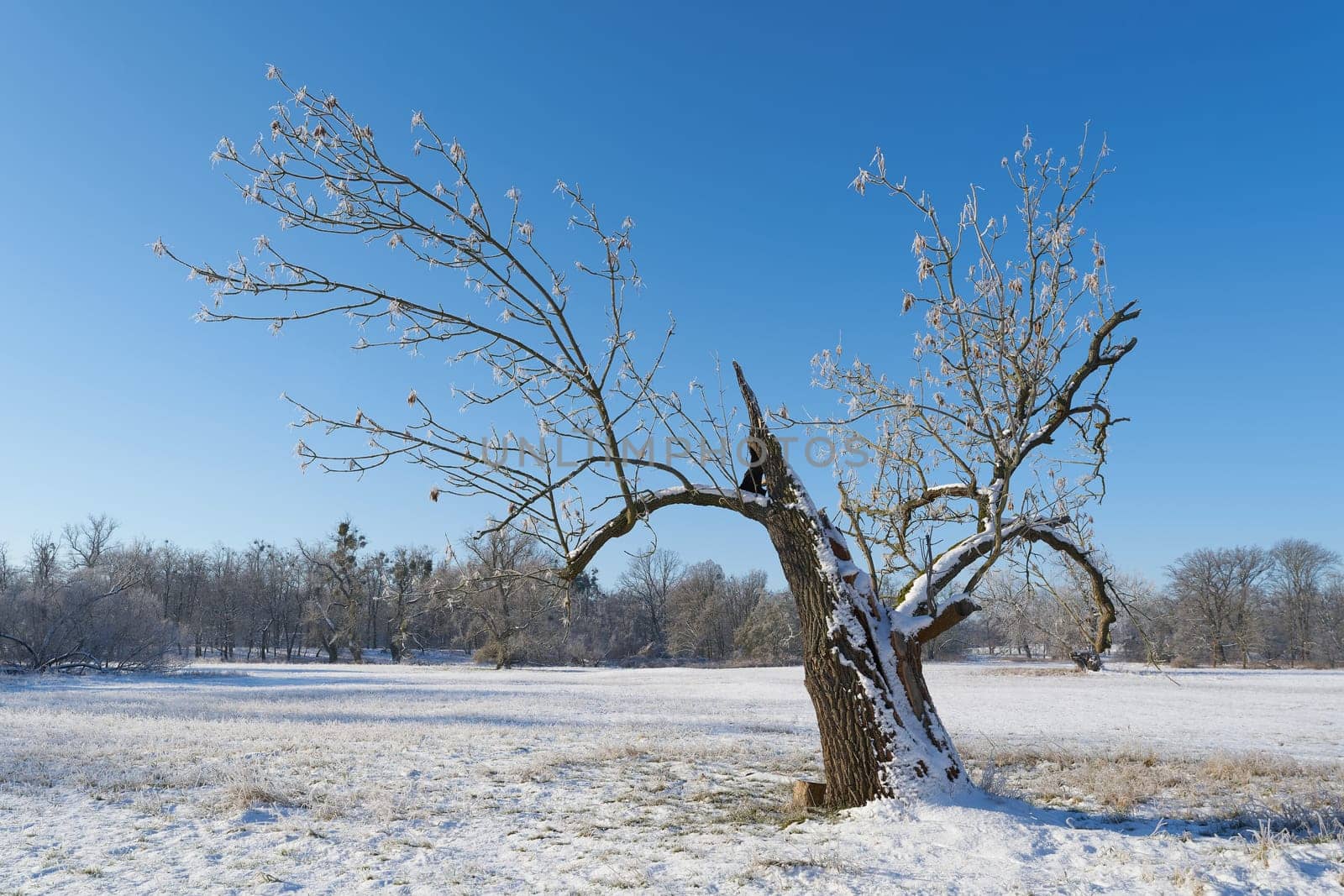 Common ash, Fraxinus excelsior with broken trunk in a park near Magdeburg in winter