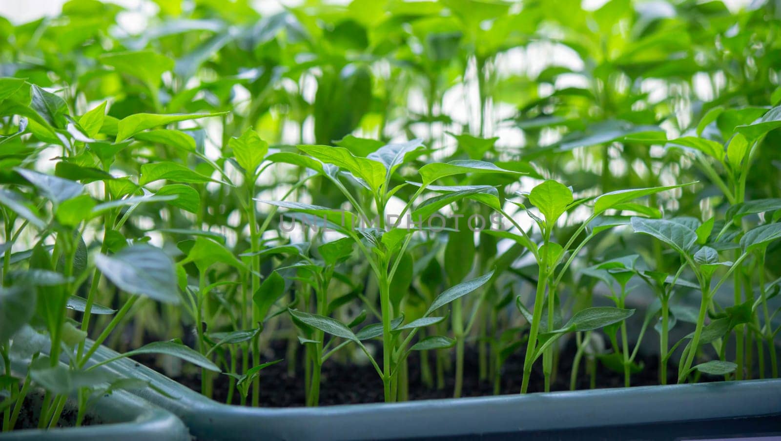 Seedlings on the windowsill. Gardening.