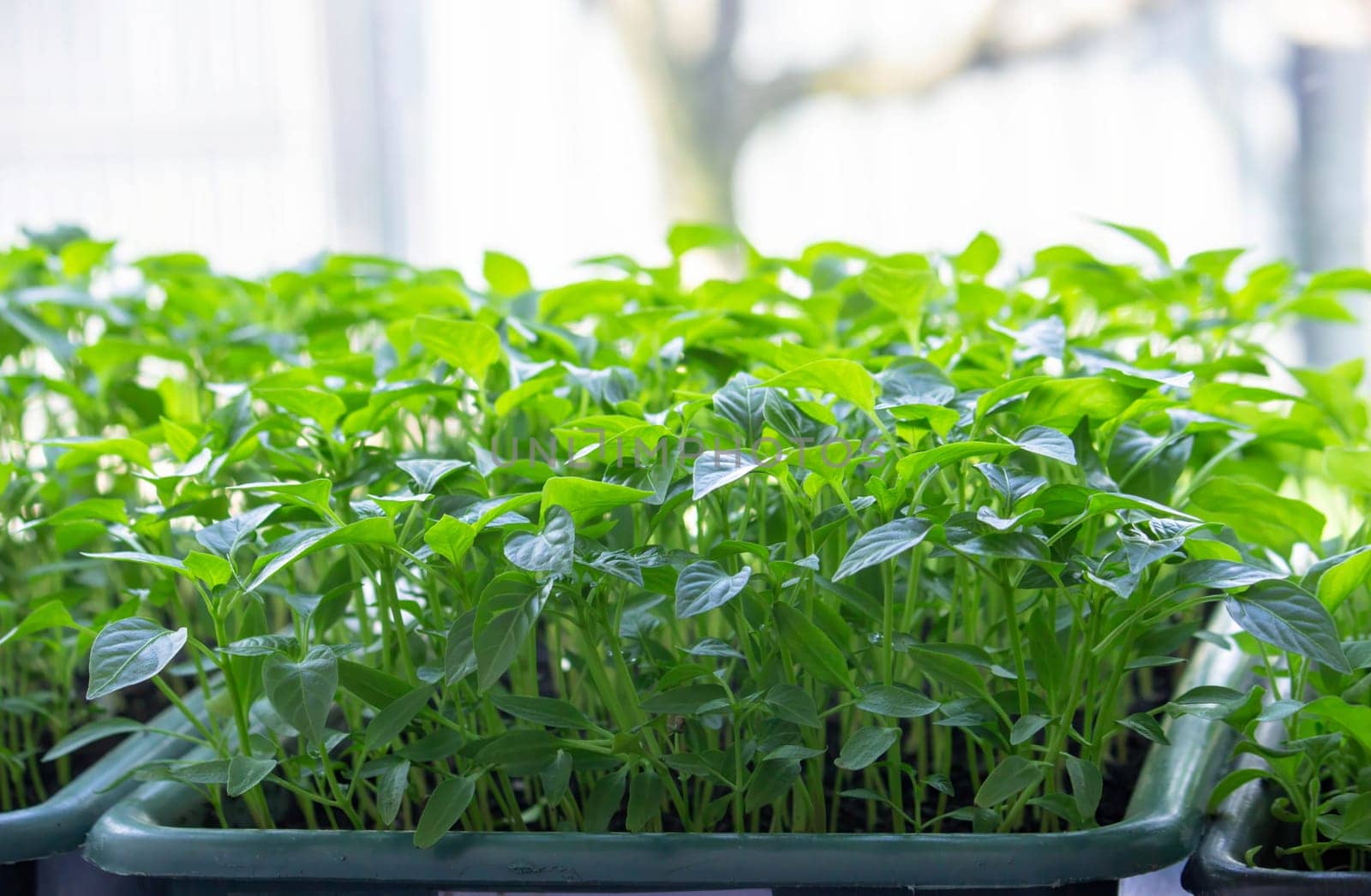Seedlings on the windowsill. Gardening.