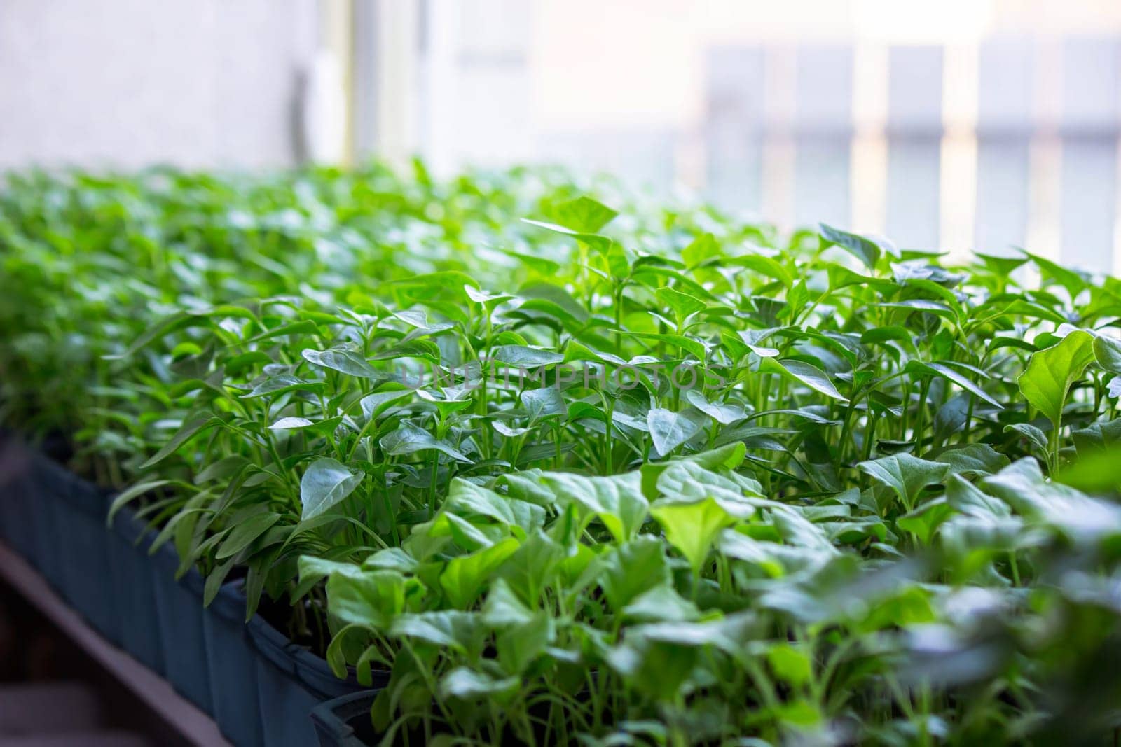 Seedlings on the windowsill. Gardening.