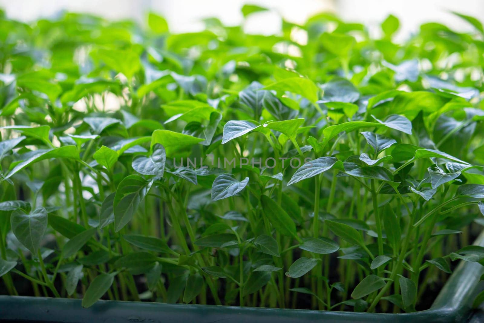 Seedlings on the windowsill. Gardening.