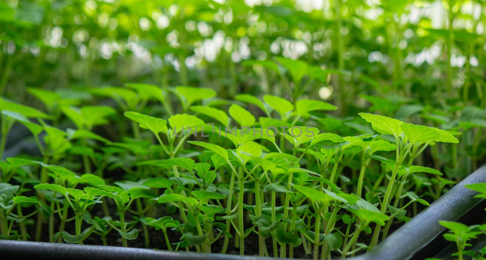 Seedlings on the windowsill. Gardening.