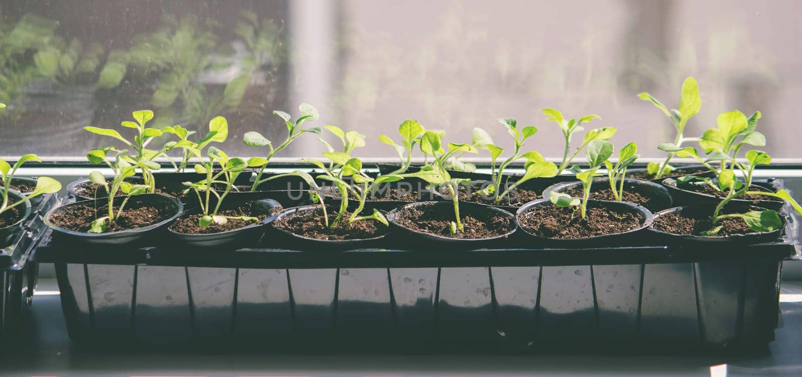 A group of seedlings growing in pots on a windowsill. Seedlings in pots