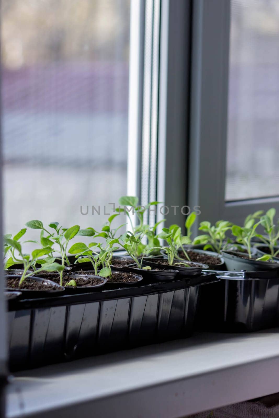 A group of seedlings growing in pots on a windowsill. Seedlings in pots
