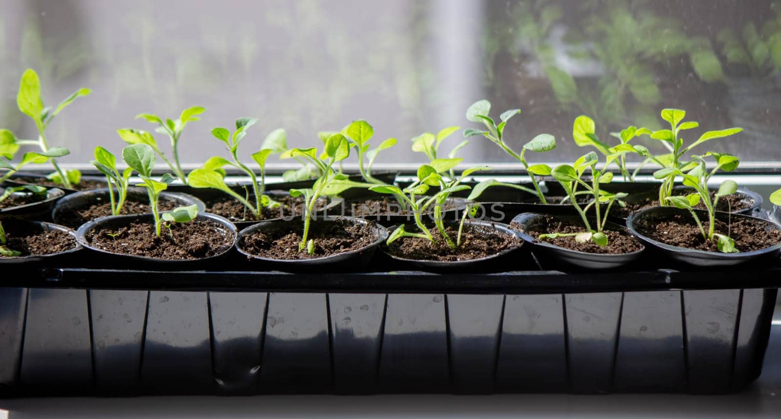 A group of seedlings growing in pots on a windowsill. Seedlings in pots
