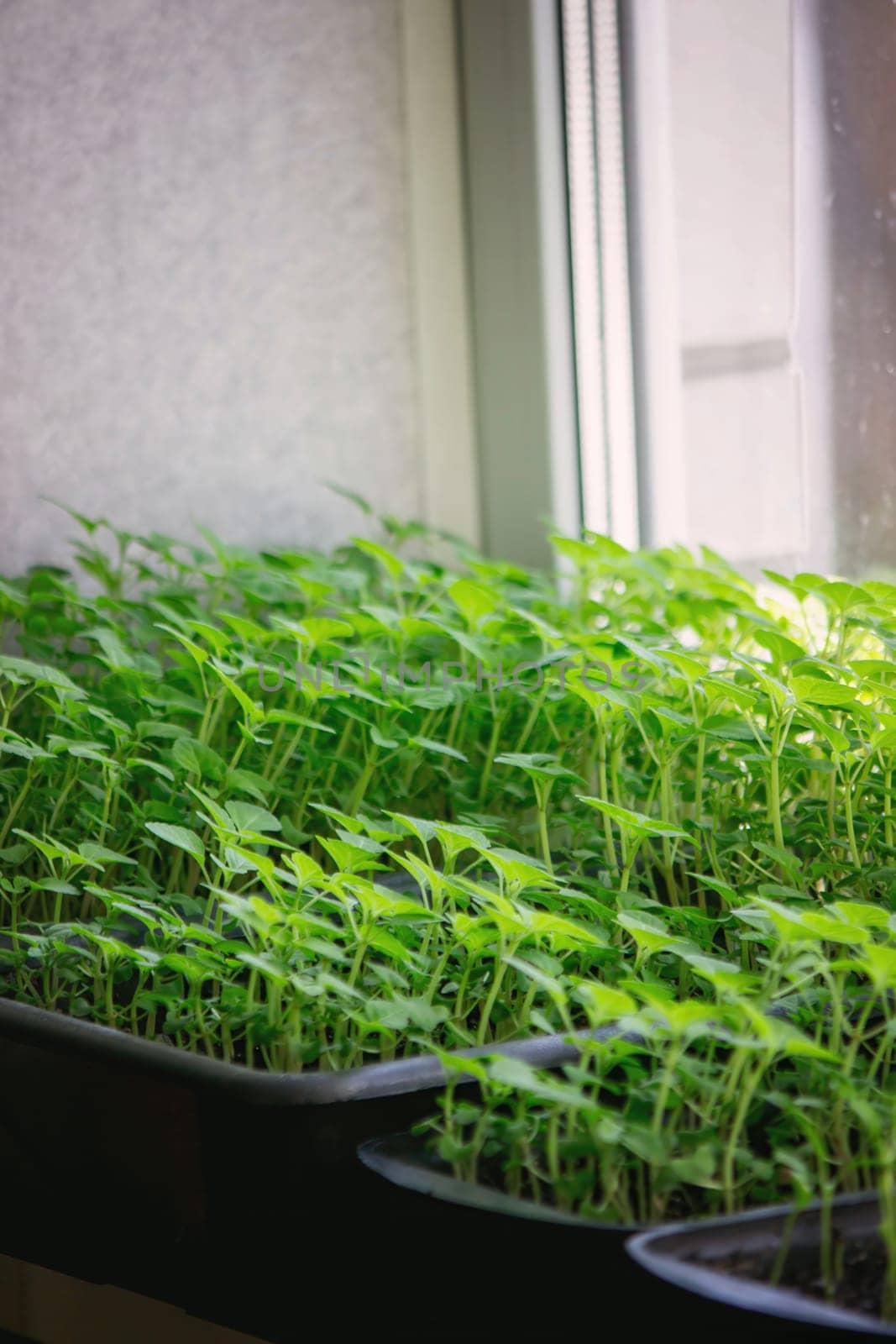 Seedlings on the windowsill. Gardening.