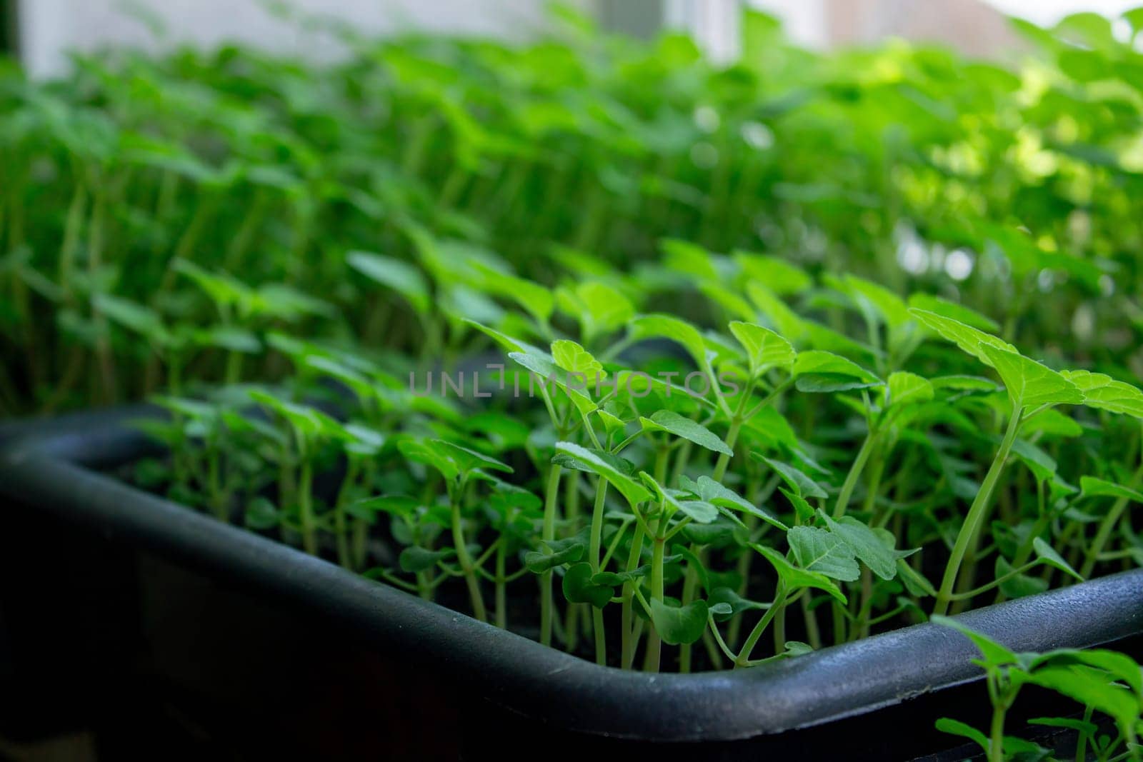 Seedlings on the windowsill. Gardening.