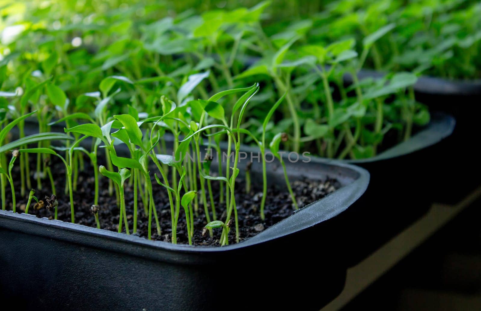 Seedlings on the windowsill. Gardening.