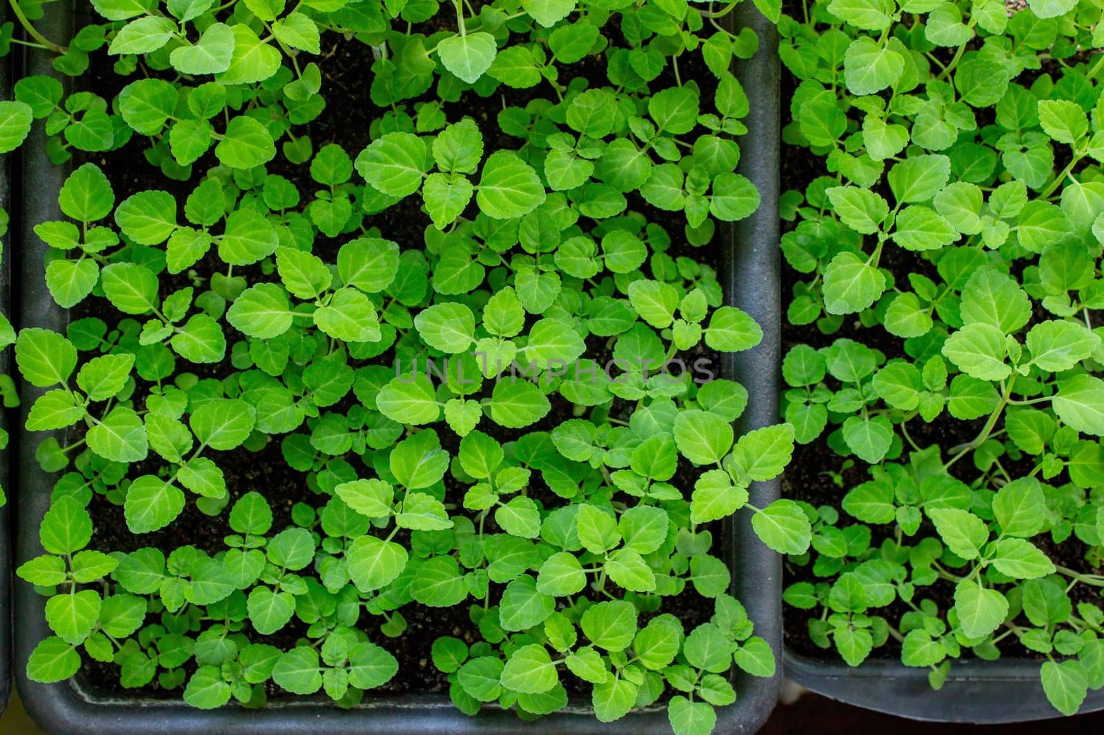 Seedlings on the windowsill. Gardening.