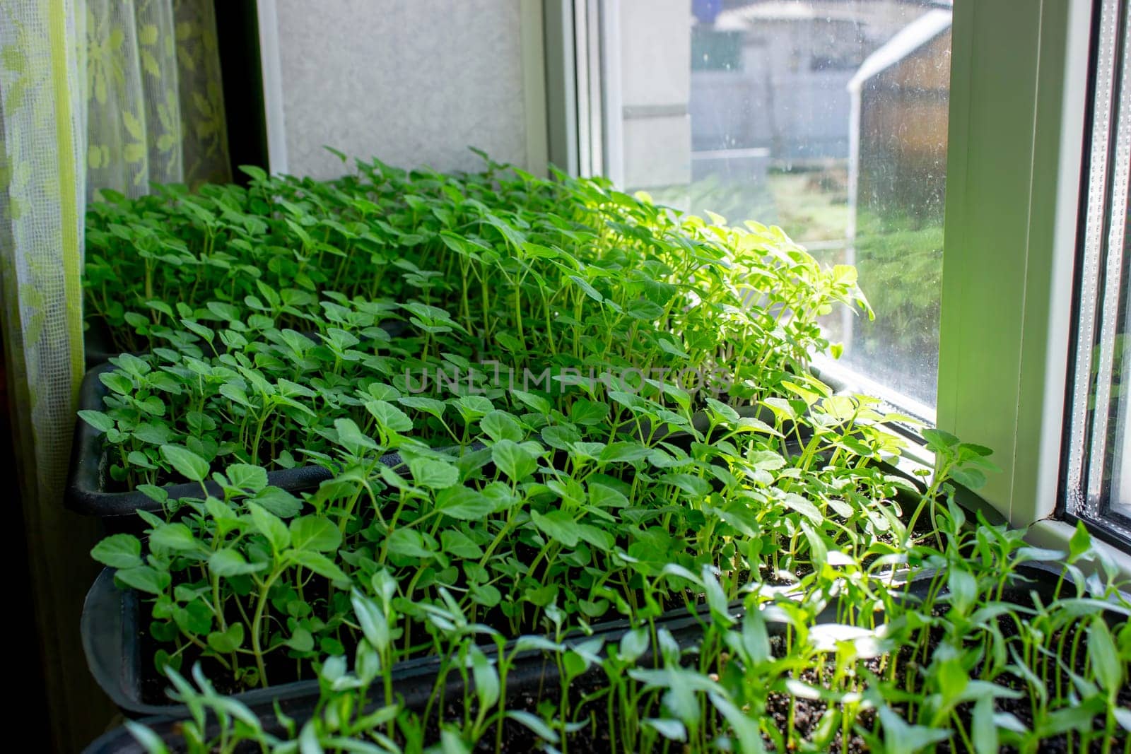 Seedlings on the windowsill. Gardening.