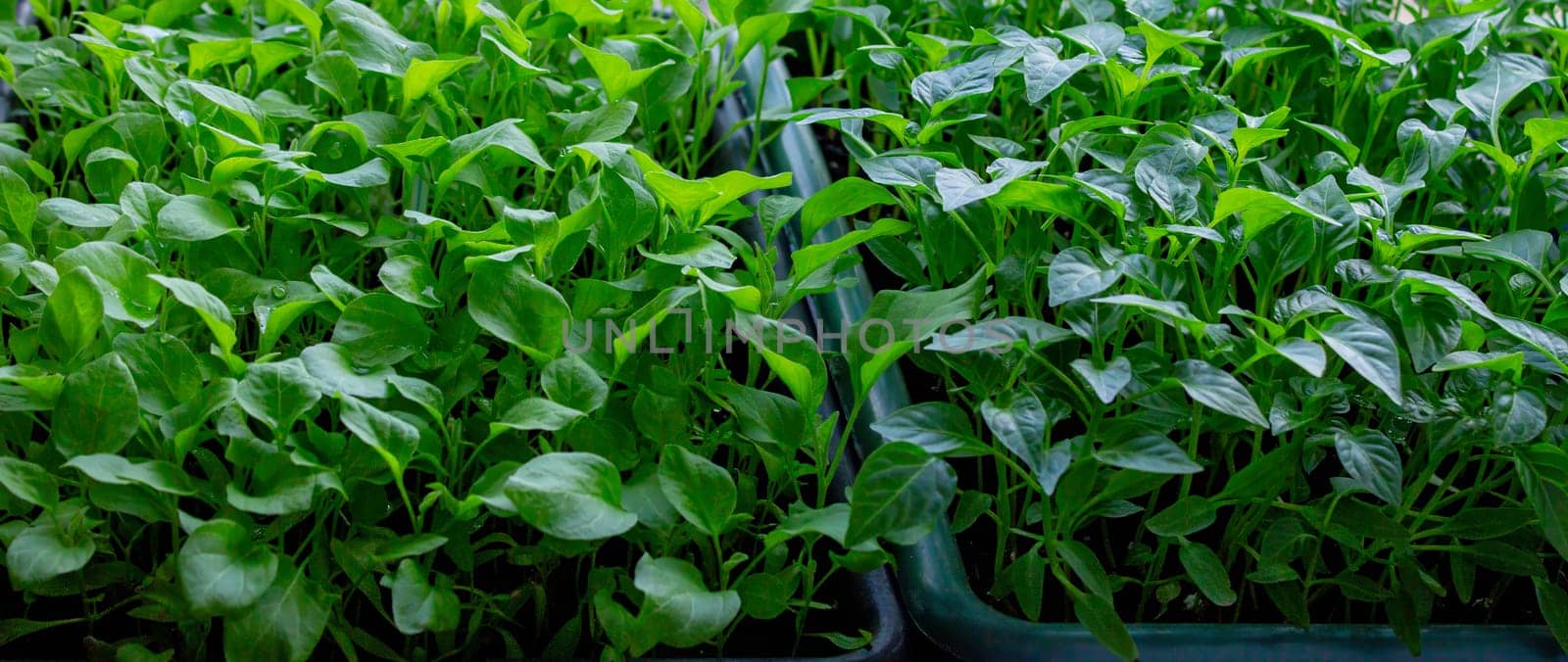 Seedlings on the windowsill. Gardening.